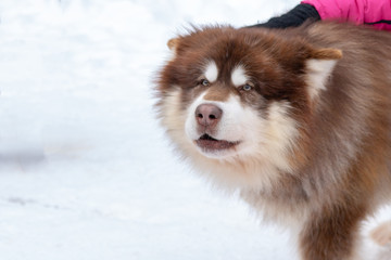 Husky malamute dog on snowy field in winter forest. Pedigree dog lying on the snow