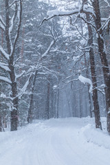 The blizzard in the winter forest or park with the falling snow. The beautiful white snowy fairy landscape of cold frost north nature with the road among the firs and spruses