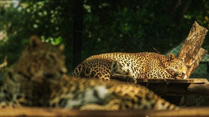 Fototapeta na wymiar Young leopard relaxing