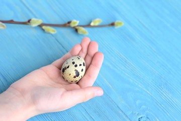 White kids hand holding small Easter egg with  black spots with blooming willow twig on blue wooden background. Beautiful happy Easter card with traditional symbol in little hands and spring branch 