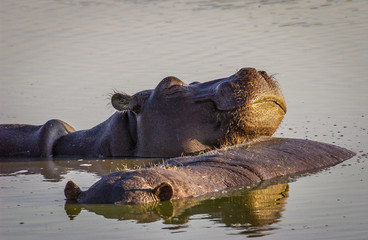 Hippo bliss