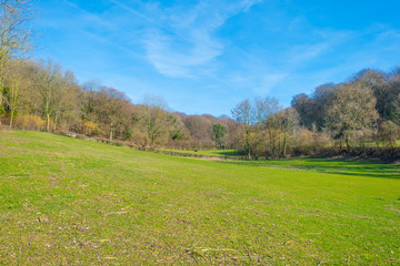 Fototapeta premium Rural hilly landscape with trees below a blue sky in sunlight in winter