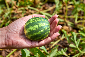 Very small watermelon in hand