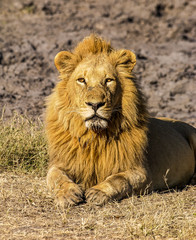 Lions of the Okavango Delta