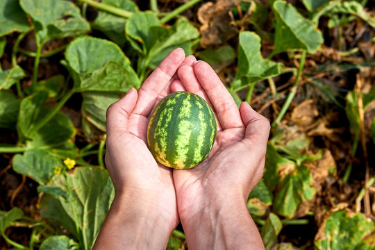 Very small watermelon in palms