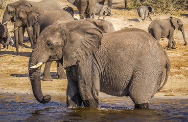 African elephants