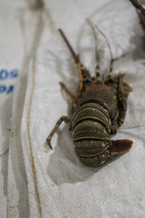 A single tiger prawn on display at the modern fish market located in Dubai