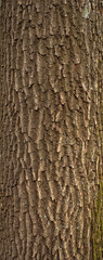 Relief texture of the brown bark of a tree with green moss on it. Vertical photo of a tree bark texture. Relief creative texture of an old oak bark.