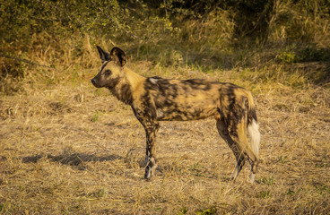 Fototapeta premium African Wild Dog focuses on prey