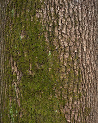 Relief texture of the brown bark of a tree with green moss on it. Vertical photo of a tree bark texture. Relief creative texture of an old oak bark.