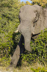 Elephant starts charge