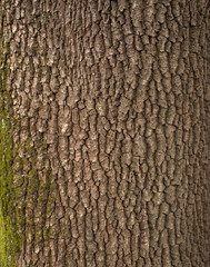 Relief texture of the brown bark of a tree with green moss on it. Vertical photo of a tree bark texture. Relief creative texture of an old oak bark.