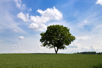Fototapeta na wymiar A beautiful spring landscape with a oak in the field