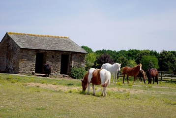 Fototapeta na wymiar Chevaux et poneys
