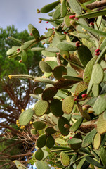 Figuiers de Barbarie &agrave; Collioure, France