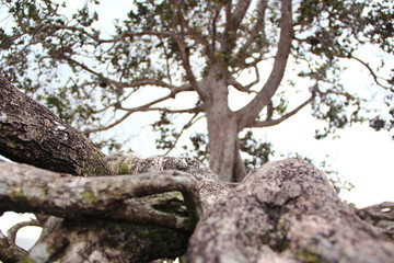 Fototapeta na wymiar Tree up to the Sky 3