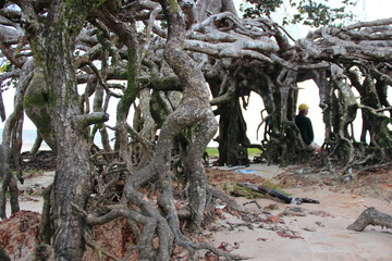 Seated by its roots