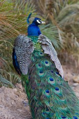 Obraz premium Backside of Peacock Showing Bright, Beautiful Tail Pattern 
