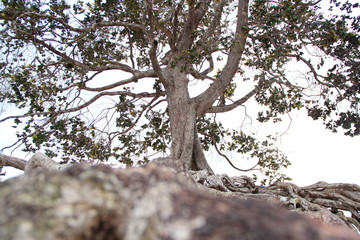 Obraz premium Trees up to the sky 2