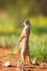 Naklejka na ściany i meble The meerkat or suricate (Suricata suricatta) standing in typical position and keep watch with yellow flower in background and red sands of desert in the ground