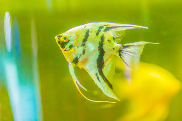 Cute angelfish (Pterophyllum) fish, a small genus of freshwater fish from the family Cichlidae...