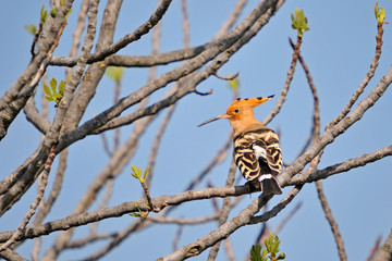Hoopoe (Upupa epops), Kos island, Greece
