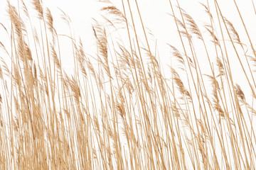Cattails in the wind
