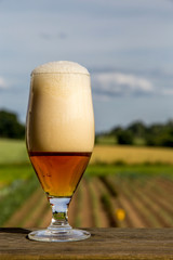 Glass of beer on summer landscape background.