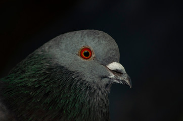 portrait of a pigeon