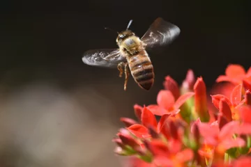 Fotobehang Honeybee in Flight © Nature Is Magic