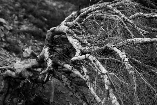 dead mesquite tree in Arizona in Black and white
