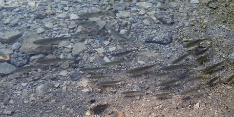 salmoni in viaggio nel fiume - natura
