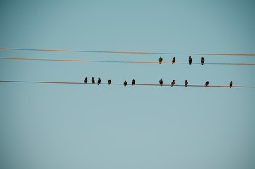birds on a wire