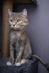 Gray shorn cat with yellow eyes on the background of a yellow plaid and gray wall