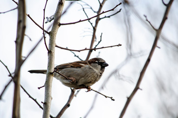 sparrow on branch of tree