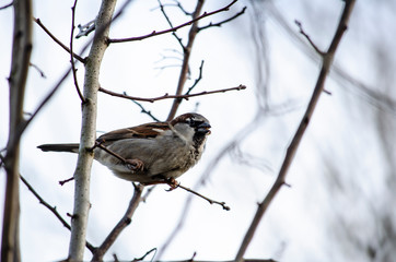 sparrow on branch of tree