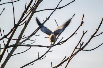 dove, pigeon  on a branch