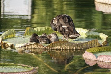 Natur Pur Sommer