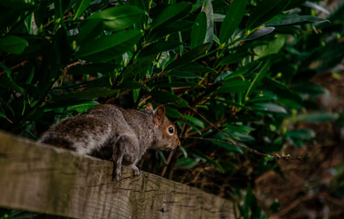 squirrel on a tree eating nut