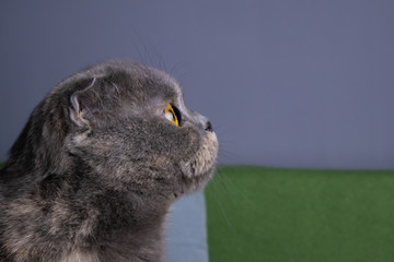 portrait of a gray scottish fold cat