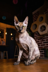 Portrait of a sphinx cat