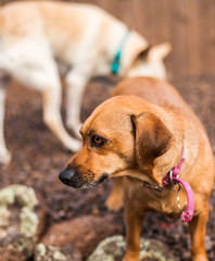 Dachshund mix exploring yard with a friend.