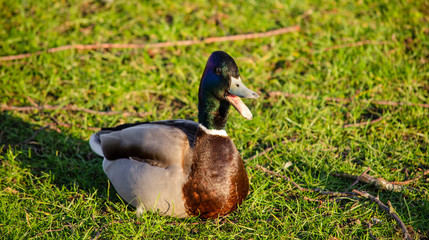 duck on the grass