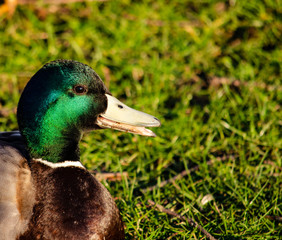 duck on grass