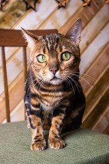 Naklejka na ściany i meble Portrait of a Bengal cat with green eyes on a wooden background