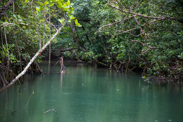 Daintree rainforrest 