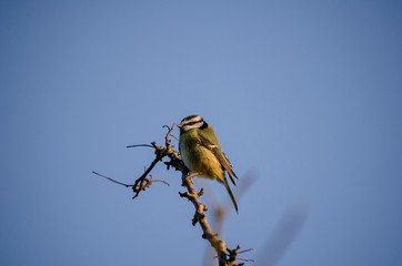 bird on a branch