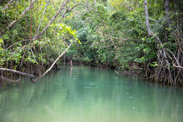 Daintree rainforrest 