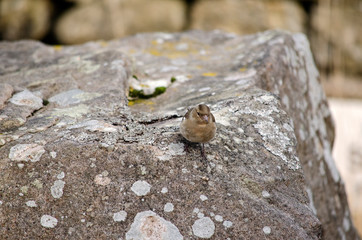 sparrow on branch of tree