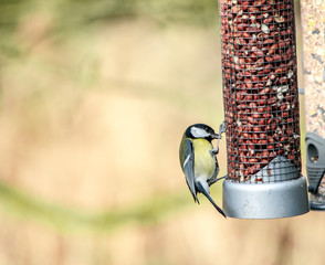 Fototapeta premium great tit on feeder